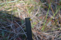 Utricularia juncea