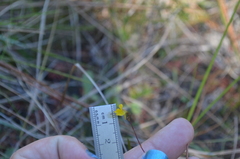 Utricularia juncea