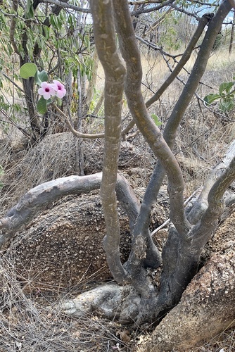 Adenium boehmianum image