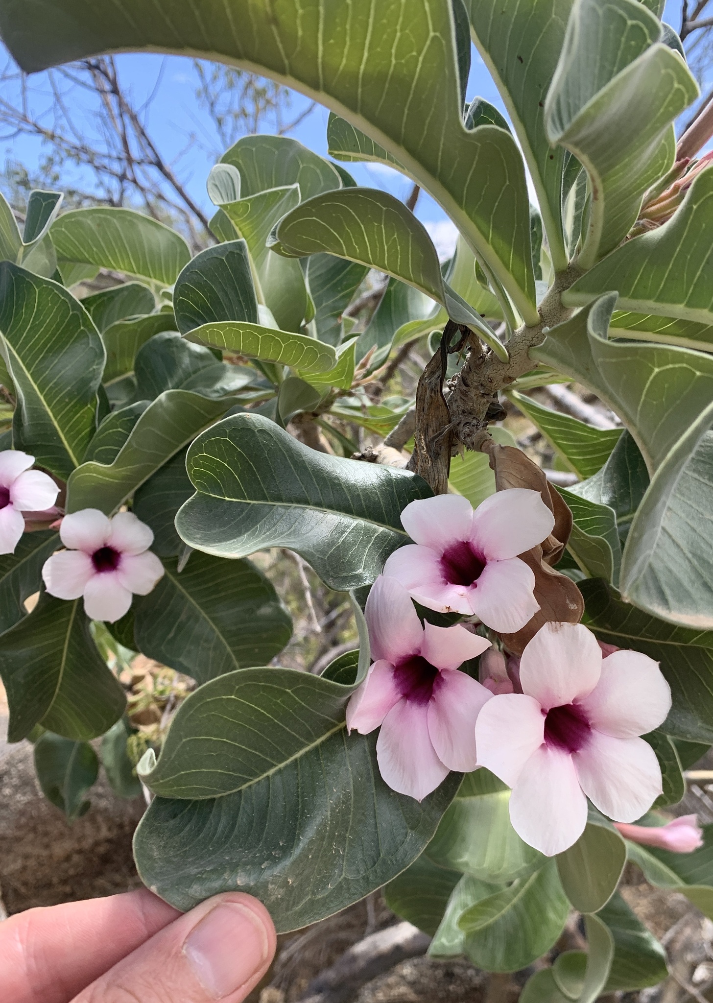 Imagem de Rosa do deserto
