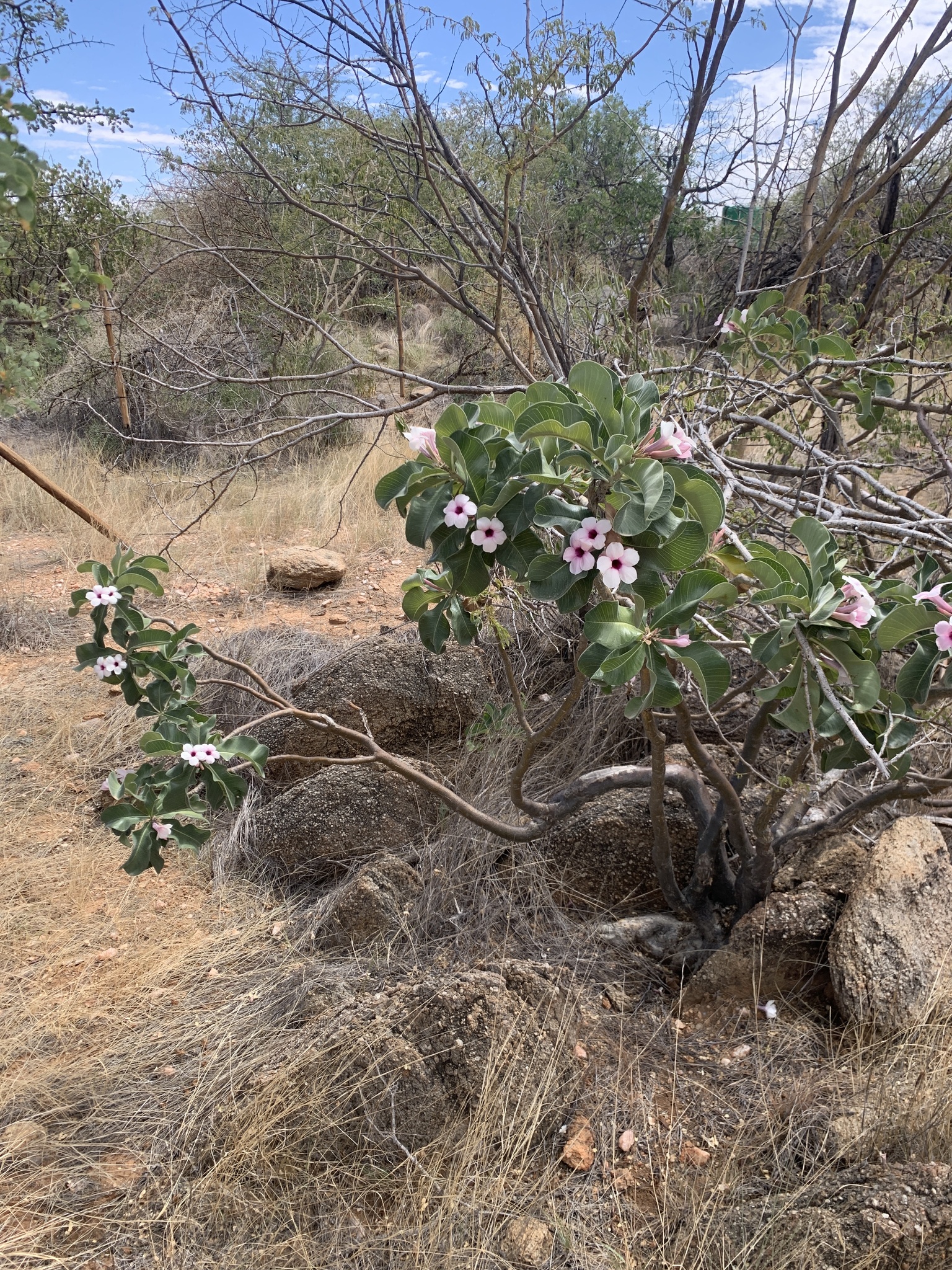 Imagem de Rosa do deserto