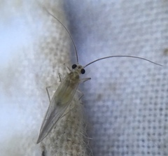 Stenopsocus immaculatus