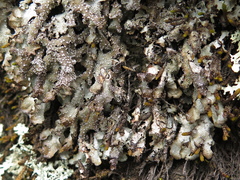 Punctelia stictica
