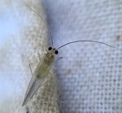 Stenopsocus immaculatus