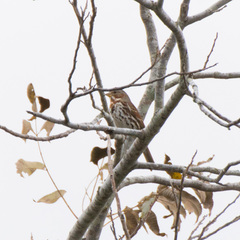 Passerella iliaca iliaca