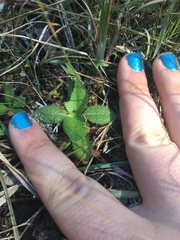 Helianthus heterophyllus