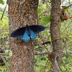 Battus philenor hirsuta