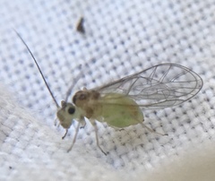 Stenopsocus immaculatus