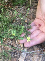 Hypericum suffruticosum