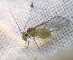 Stenopsocus immaculatus