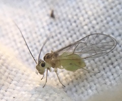 Stenopsocus immaculatus