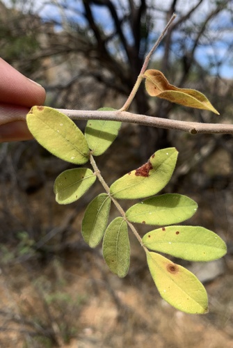 Commiphora image