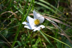 Cosmos diversifolius