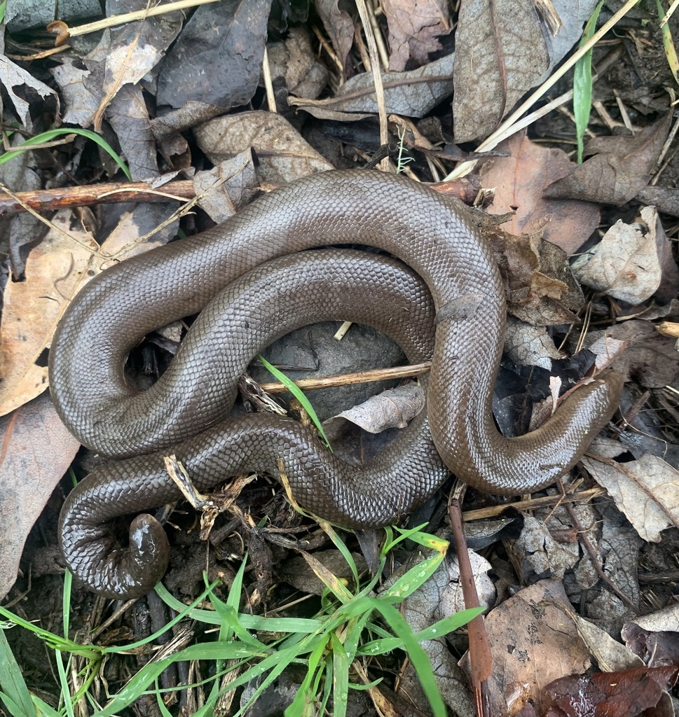 Northern Rubber Boa in April 2023 by Matt Unitis · iNaturalist