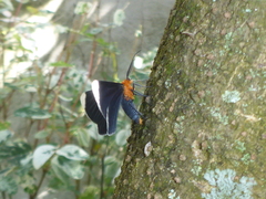 Melanchroia chephise