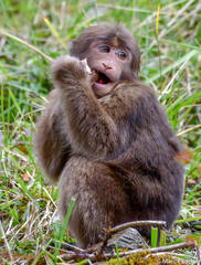 Macaca thibetana