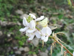 Desmodium lindheimeri