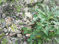 Desmodium lindheimeri