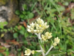 Pseudognaphalium brachypterum