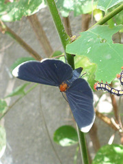 Melanchroia chephise