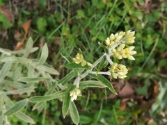 Pseudognaphalium brachypterum