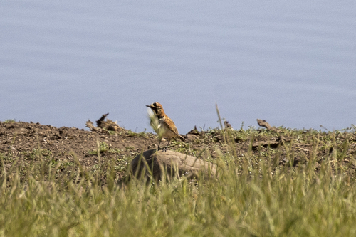 iNaturalist observation photo of Horned Lark