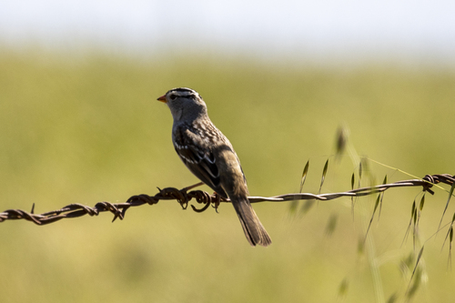 iNaturalist observation photo of White-crowned Sparrow