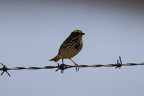iNaturalist observation photo of Savannah Sparrow