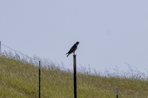 iNaturalist observation photo of Red-tailed Hawk