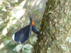 Melanchroia chephise