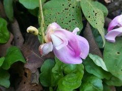 Canavalia septentrionalis