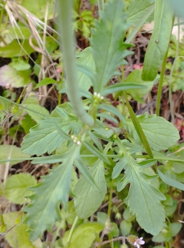 Annual Valerian