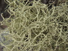 Usnea perplexans