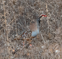 Alectoris rufa intercedens