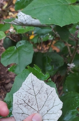 Pericallis appendiculata image