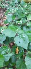 Pericallis appendiculata image