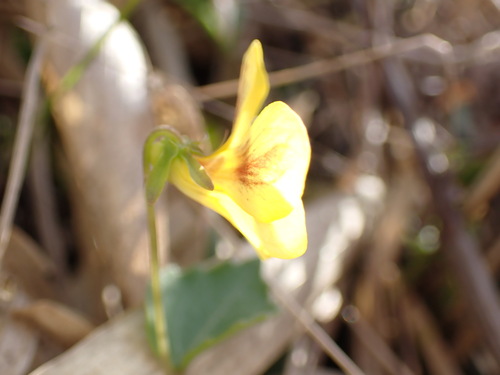 Image of Viola orientalis by (c) W Rao, some rights reserved (CC BY)
