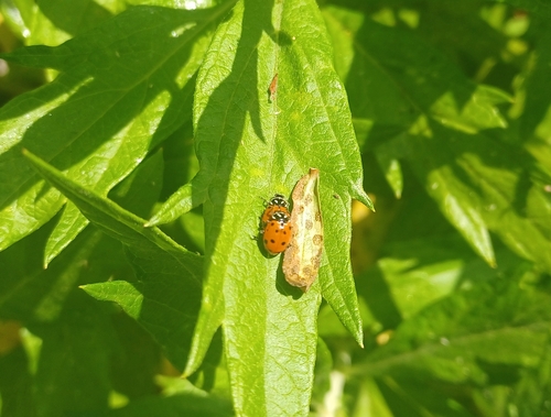 iNaturalist observation photo of Convergent Lady Beetle