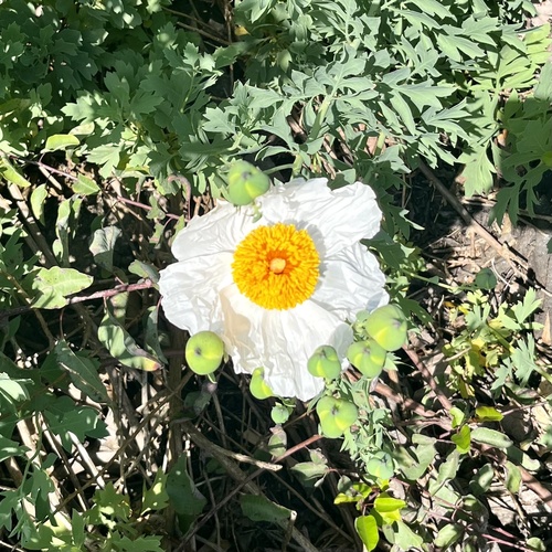 iNaturalist observation photo of Coulter's matilija poppy