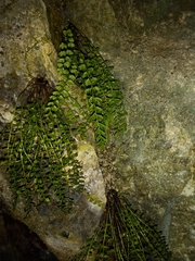 Asplenium viride image