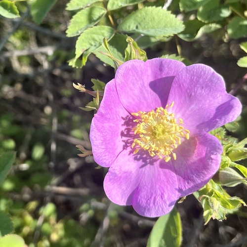 iNaturalist observation photo of California Wild Rose