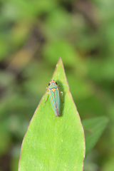 Graphocephala aurolineata