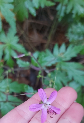 Geranium reuteri image