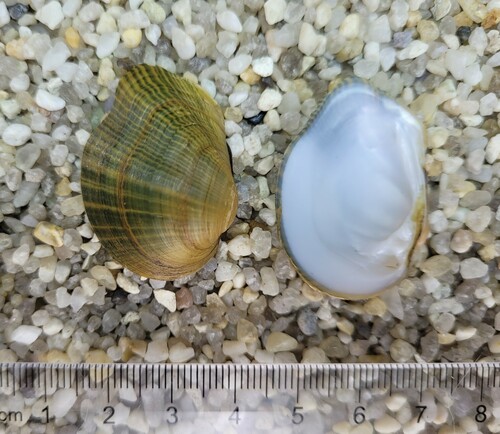 Northern Riffleshell