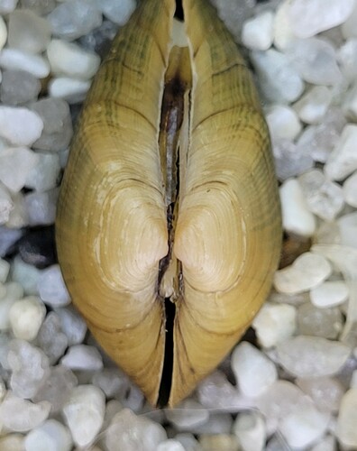 Northern Riffleshell