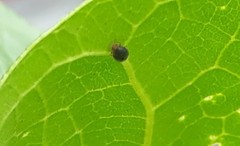 Coccinellidae