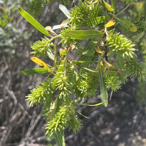 iNaturalist observation photo of Goodding's willow