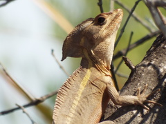 Brown Basilisk photo 4