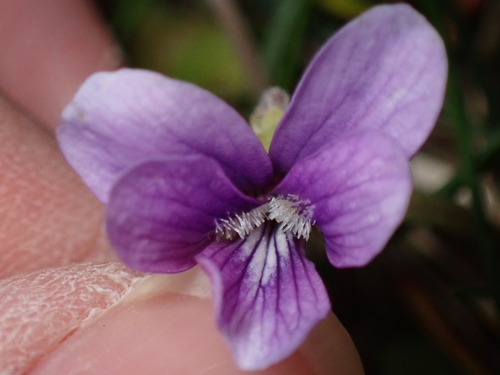 Image of Viola phalacrocarpa by (c) W Rao, some rights reserved (CC BY)