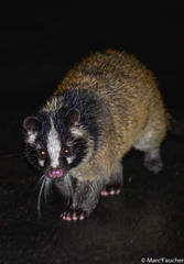 Masked Palm Civet photo 1